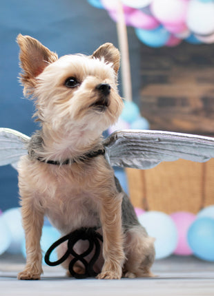 Angel Wing