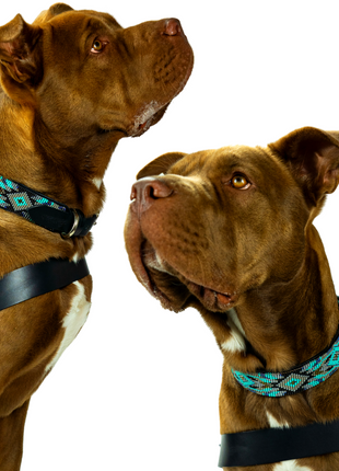Aspen Sambboho dog collar (made to order)