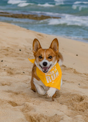 Parisian Pet 'Born to Run' Bandana - Fashionable, Soft, Comfortable Yellow Bandana for Dogs & Cats