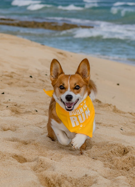 Parisian Pet 'Born to Run' Bandana - Fashionable, Soft, Comfortable Yellow Bandana for Dogs & Cats