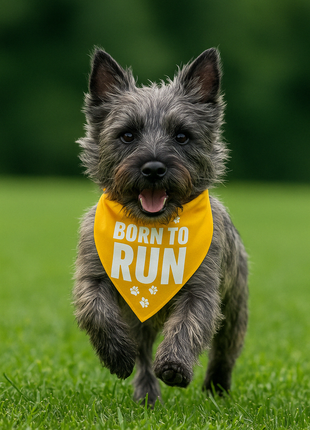 Parisian Pet 'Born to Run' Bandana - Fashionable, Soft, Comfortable Yellow Bandana for Dogs & Cats