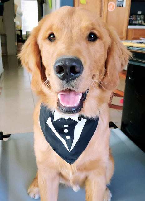 Parisian Pet 'Tuxedo Bandana' - Comfortable, Trendy Formal Black Bandana for Dogs & Cats, Perfect for Special Events