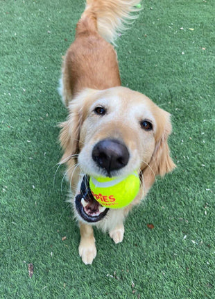 Happy Tennis Ball - Pup List