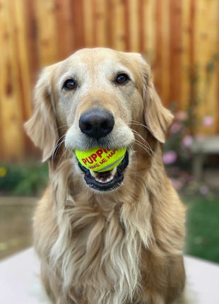 Happy Tennis Ball - Pup List