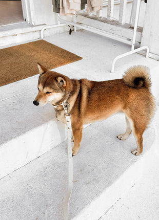 Elise Collar - Bone - Pup List