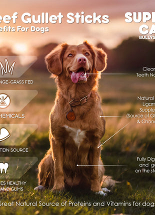 6" Beef Gullet Sticks 8oz (25-Pack)