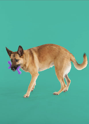 BallBone MAX