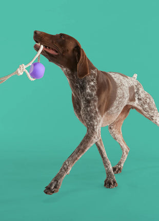 Best Sellers Bundle - Pup List