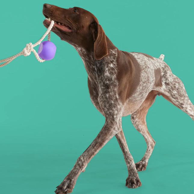 Best Sellers Bundle - Pup List