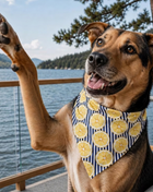 Lemon Dog Bandana