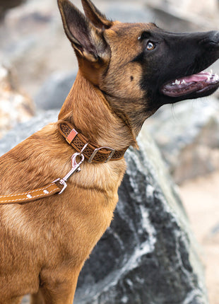 Z Celtic Style Leather Dog Collar