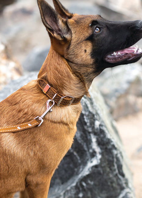 Z Celtic Style Leather Dog Collar