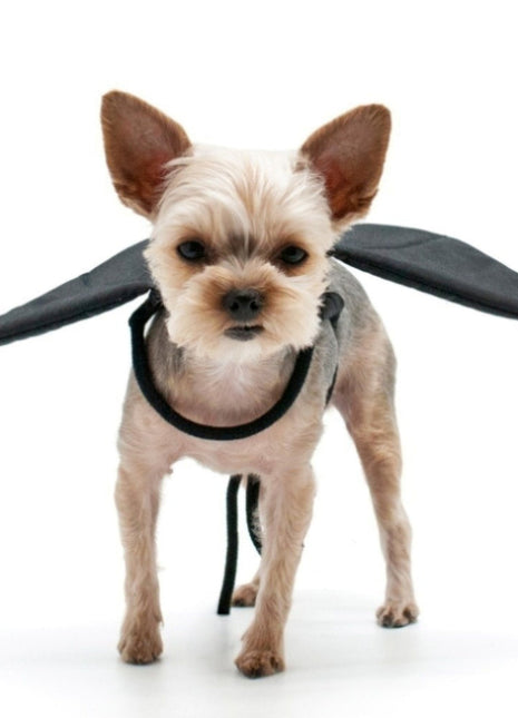 Bat Wing