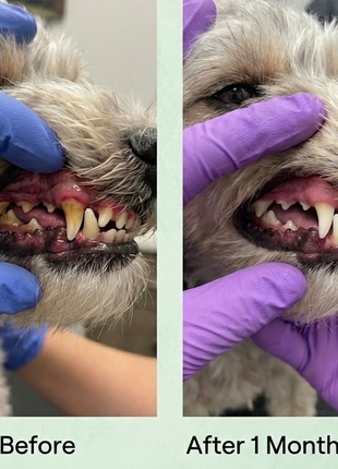Fresh Breath Dental Powder for Dogs
