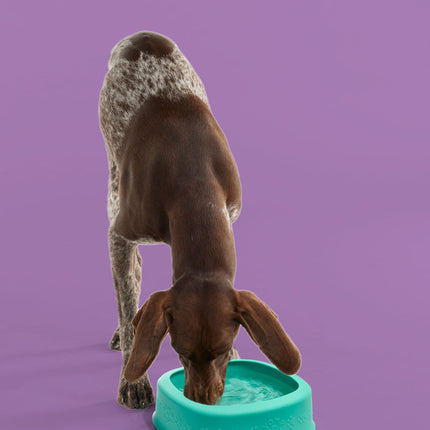 BetterBowl