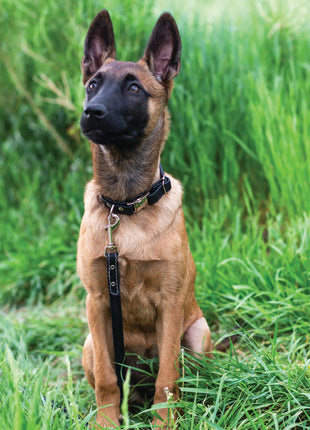Rolled Style Light Brown Leather Quick-Release Dog Collar