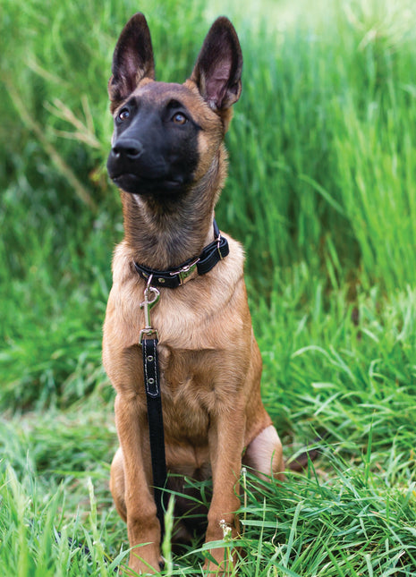 Rolled Style Black Leather Quick-Release Dog Collar