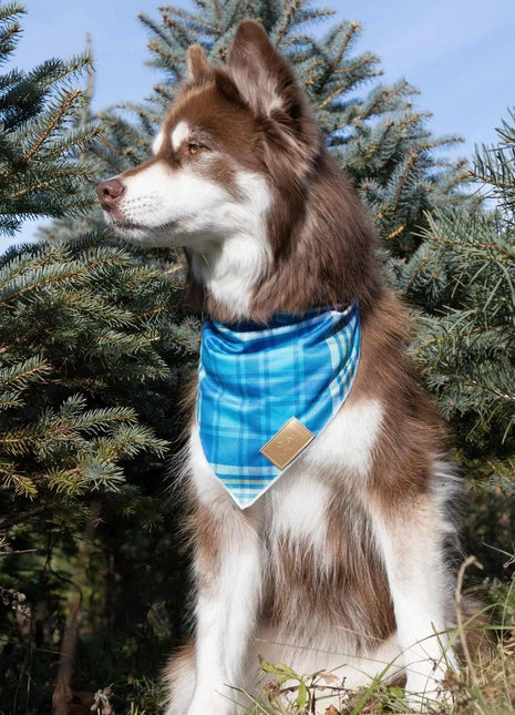 Blue Spruce Plaid Dog Bandana