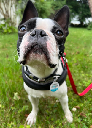 PetHub QR Pet ID Tag – Original Get Me Home Club - Pup List