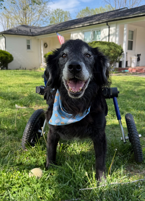 Buster's Bandana