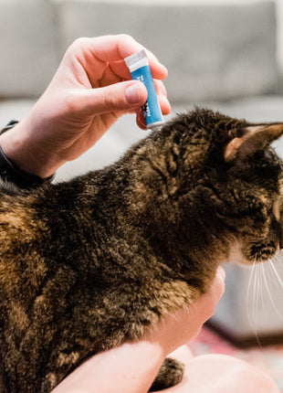 Flea & Tick Spot On for Dogs + Cats with Natural Essential Oils