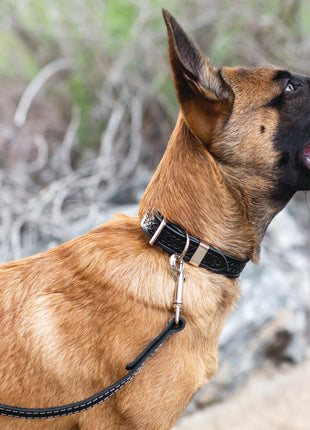 Z Celtic Style Leather Dog Collar