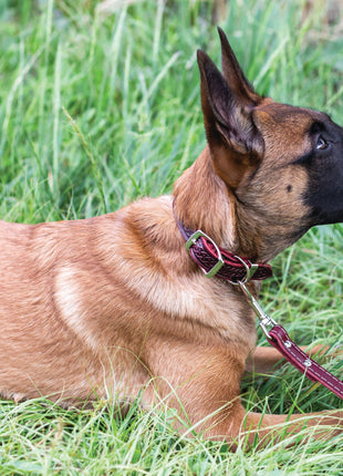 Z Celtic Style Leather Dog Collar