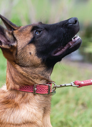 Z Celtic Style Leather Dog Collar