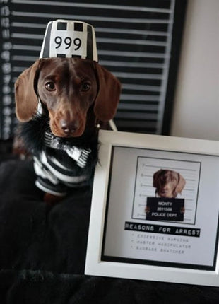 Parisian Pet 'Furry Inmate' Black and White Stripes Halloween Costume - Funny Prison Design for Cats & Dogs