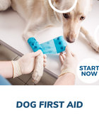 Dog First Aid Online Certificate Course