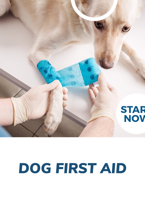 Dog First Aid Online Certificate Course
