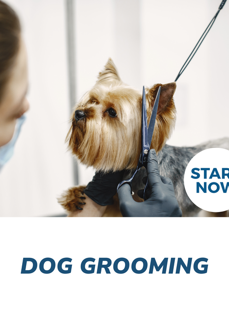 Dog Grooming Online Certificate Course