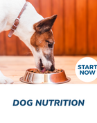 Dog Nutrition Online Certificate Course