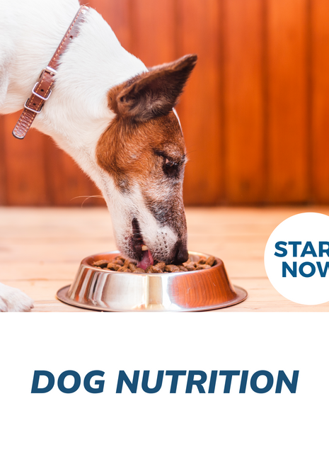 Dog Nutrition Online Certificate Course