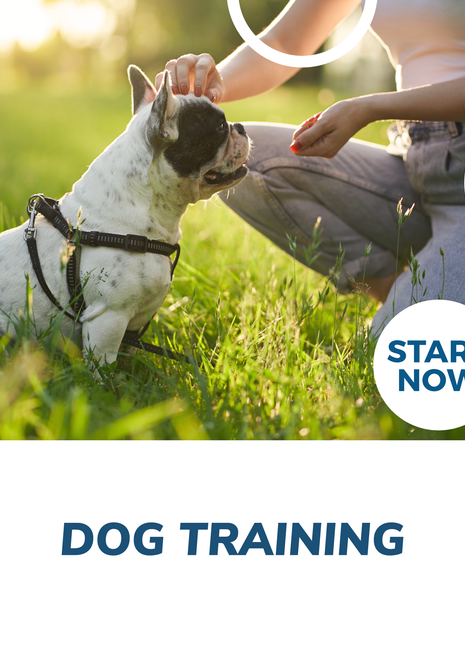 Dog Training Online Certificate Course
