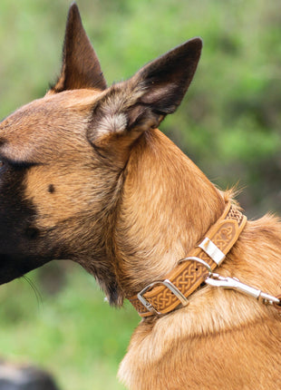 Z Celtic Style Leather Dog Collar