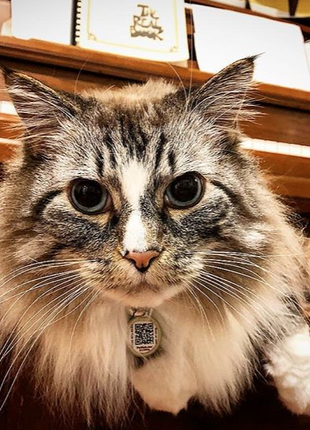 PetHub QR Pet ID Tag – Original Get Me Home Club - Pup List