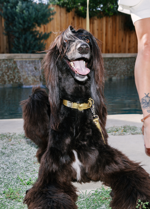 Champagne Gold Cactus Leash