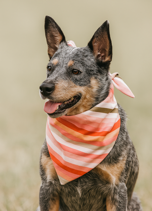 Boho Stripes Dog Bandana
