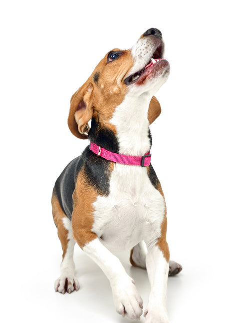 City Collar - Park Ave Pink