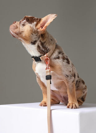 City Collar - Dune - Pup List