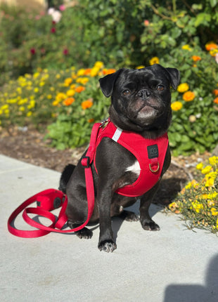 City Dog Leash - Iconic Red