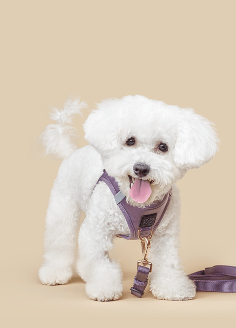 City Dog Leash - Lilac Gray