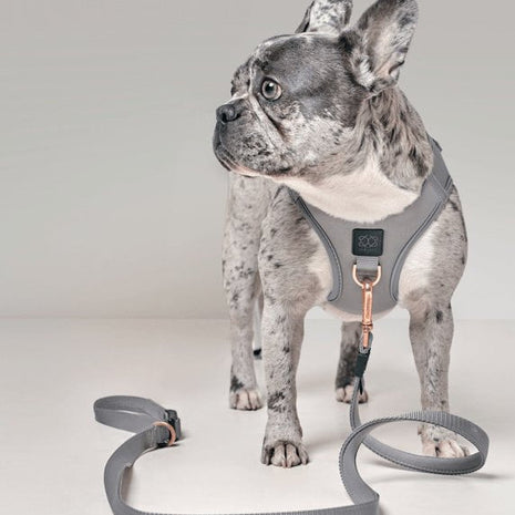 SoHo Dog Harness - Steel