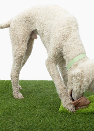 Hollywoof Nose Work Dog Toy