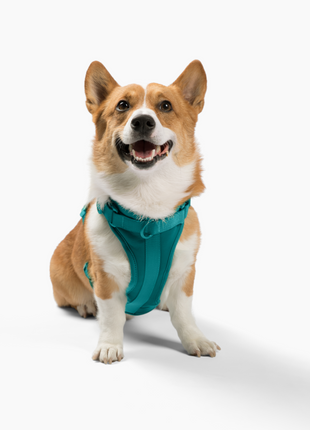 Harness - Pup List