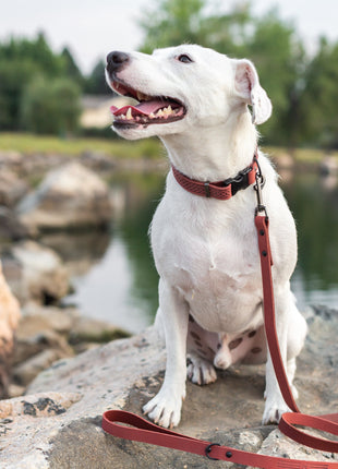 Celtic Sport Coral Reef Leather Dog Collar