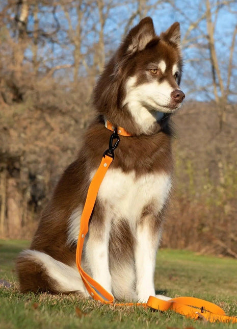 Crimson Glow Waterproof Dog Leash