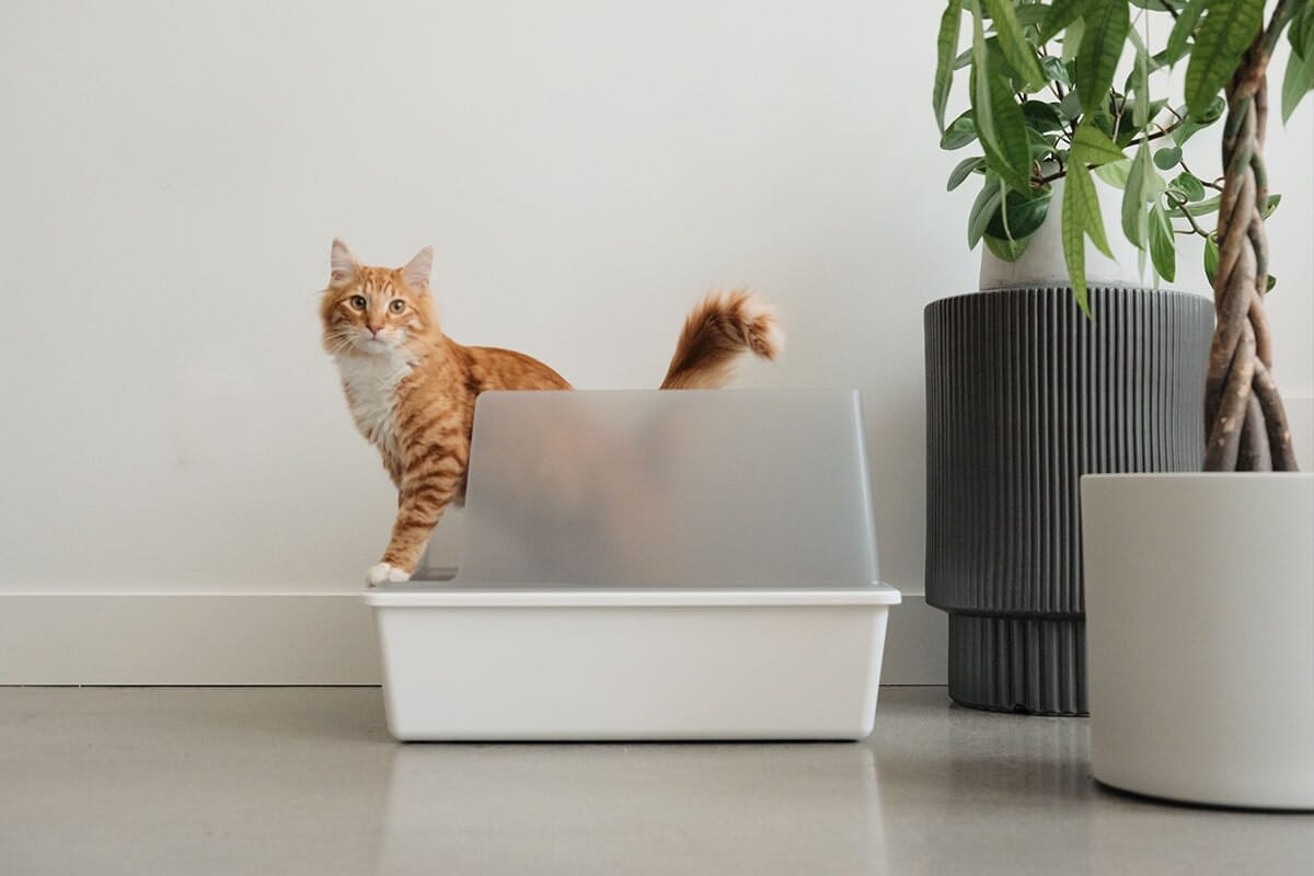 Tuft + Paw Cubby Litter Box