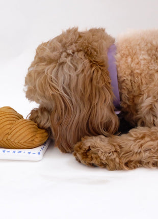 Croissant Nose Work Toy / Enrichment Toy